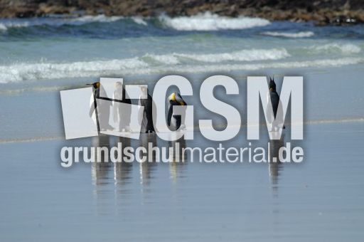 Königspinguin (65 von 84).jpg